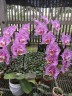 Phal. Sogo Diamond 'HLW' 3.0''