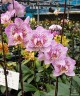 Phal. Sogo Diamond 'HLW' 3.0''