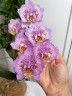 Phal. Sogo Diamond 'HLW' 3.0''