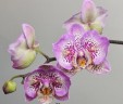 Phal. Sogo Diamond 'HLW' 3.0''