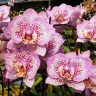 Phal. Sogo Diamond 'HLW' 3.0''