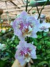 Phal. Sogo Diamond 'HLW' 3.0''