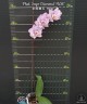 Phal. Sogo Diamond 'HLW' 3.0''