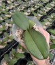 Phal. Sogo Diamond 'HLW' 3.0''