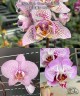 Phal. Sogo Diamond 'HLW' 3.0''