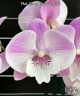 Phal. Yitong Ping Pong Girl 2.5'' УЦЕНКА (мех. повр. лист.)