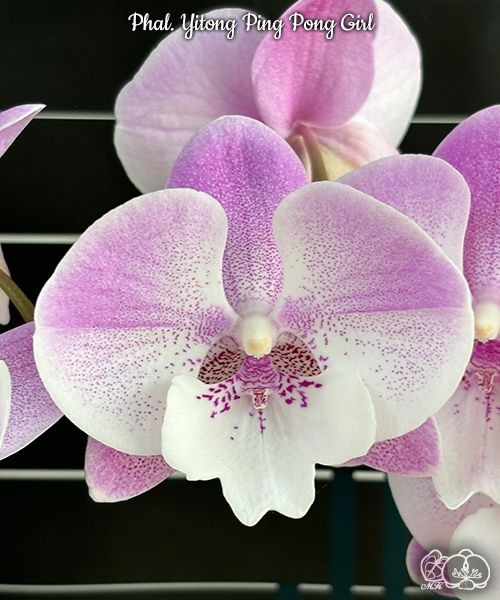 Phal. Yitong Ping Pong Girl 2.5'' УЦЕНКА (мех. повр. лист.)