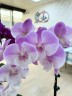 Phal. Yitong Ping Pong Girl 2.5'' УЦЕНКА (мех. повр. лист.)