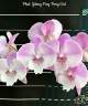 Phal. Yitong Ping Pong Girl 2.5'' УЦЕНКА (мех. повр. лист.)
