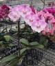 Phal. Yitong Ping Pong Girl 2.5'' УЦЕНКА (мех. повр. лист.)