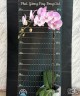 Phal. Yitong Ping Pong Girl 2.5'' УЦЕНКА (мех. повр. лист.)