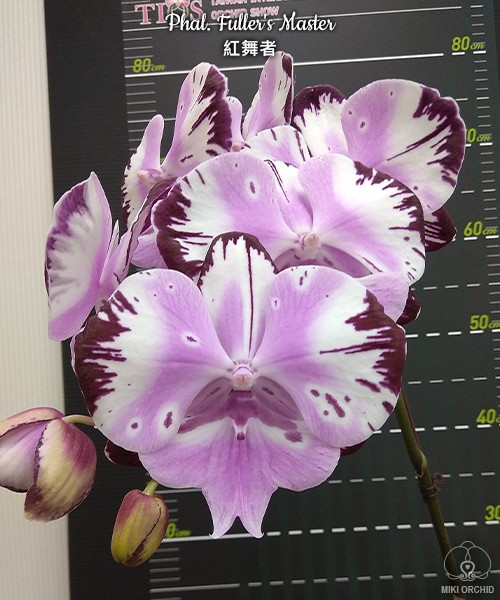 Phal. Fuller's Master 2.5''