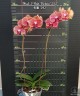 Phal. I-Hsin Picture '292' 3.0"