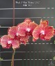 Phal. I-Hsin Picture '292' 3.0"