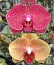 Phal. I-Hsin Picture '292' 3.0"