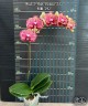 Phal. I-Hsin Picture '292' 3.0"
