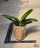Phal. I-Hsin Picture '292' 3.0"