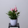 Anthurium andreanum 'Lilli' Ø 7 см