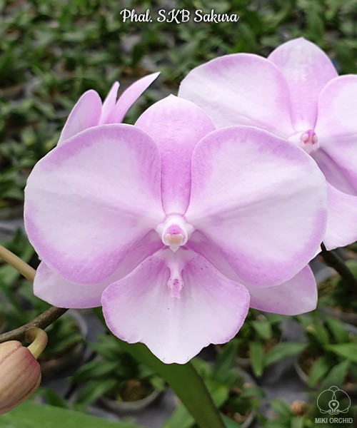 Phal. SKB Sakura 2.5''