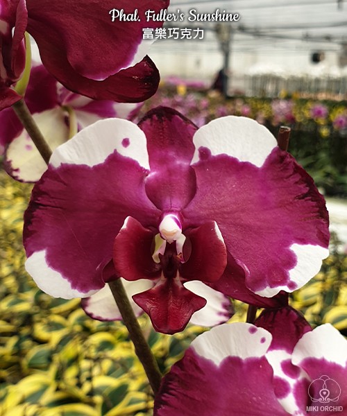 Phal. Fuller's Sunshine 2.5"