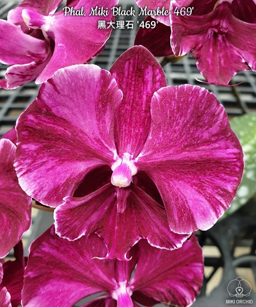 Phal. Miki Black Marble '469' 2.5''