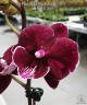 Phal. Miki Black Marble '469' 2.5''