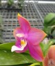 Phal. Miki Magic '746' 2.5''