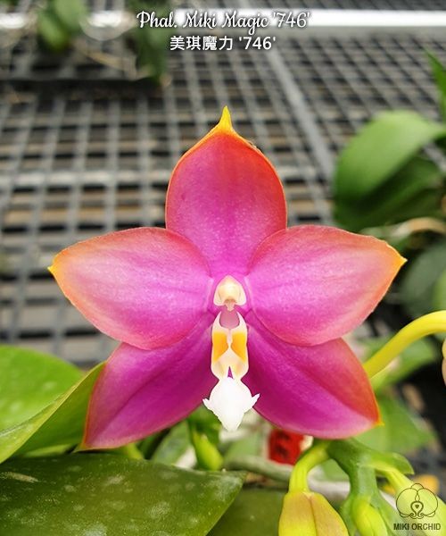 Phal. Miki Magic '746' 2.5''