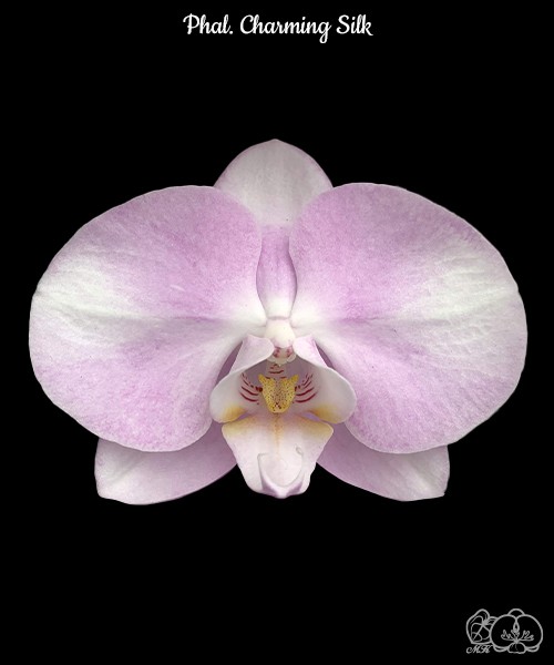 Phal. Charming Silk 2.5"
