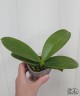 Phal. Charming Silk 2.5"