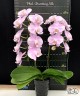 Phal. Charming Silk 2.5"
