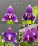 Phal. violacea var. indigo 'Jiaho Blue Moon' 2.5''