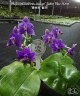 Phal. violacea var. indigo 'Jiaho Blue Moon' 2.5''
