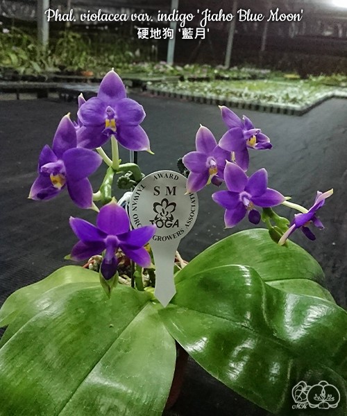 Phal. violacea var. indigo 'Jiaho Blue Moon' 2.5''