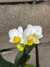 Phal. OX Royal Yellow 2.5"