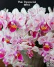 Phal. Popcorn Girl 2.8''