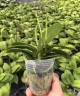 Phal. Popcorn Girl 2.8''