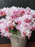 Phal. Popcorn Girl 2.8''