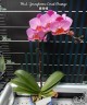 Phal. Younghome Coral Orange 3.0" УЦЕНКА (мех. повр. лист.)