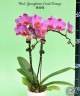 Phal. Younghome Coral Orange 3.0" УЦЕНКА (мех. повр. лист.)