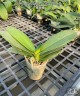 Phal. Younghome Coral Orange 3.0" УЦЕНКА (мех. повр. лист.)