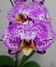 Phal. Miki Magic Box '79' 2.5''