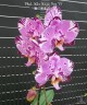 Phal. Miki Magic Box '79' 2.5''