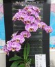 Phal. Miki Magic Box '79' 2.5''