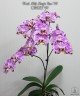 Phal. Miki Magic Box '79' 2.5''