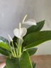 Anthurium andreanum 'White Champion' (Ø 7 см)