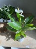 Anthurium andreanum 'White Champion' (Ø 7 см)