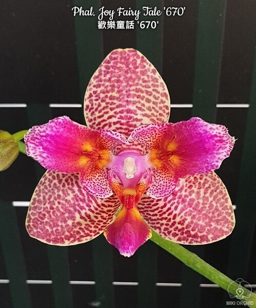 Phal. Joy Fairy Tale '670' 2.5''