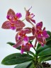 Phal. Joy Fairy Tale '670' 2.5''