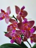 Phal. Joy Fairy Tale '670' 2.5''